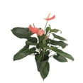 thumbnail image 2 of Aren't You Orange Anthurium Plant - 6" Pot, 2 of 3