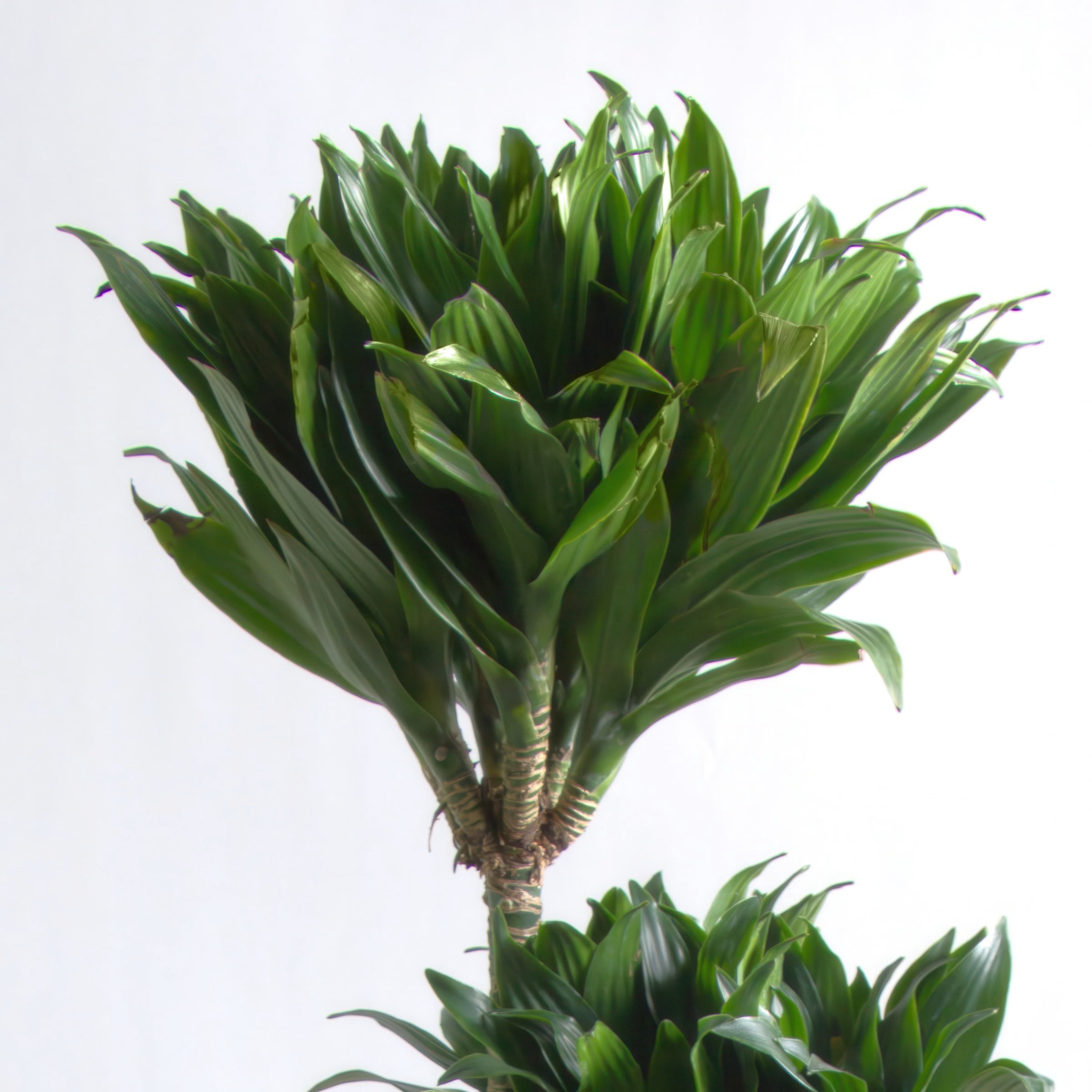 10 in. Dracaena Janet Craig Compacta 3-2-1