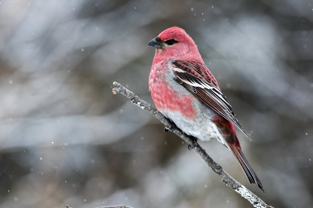 Pine Grosbeak (pini