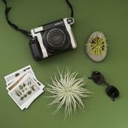 Air Plant Shop Rare Tectorum Ecuador Air Plants - Unique, Bright White, Nursery-Grown Tillandsia House Plant with Fuzzy Trichomes for Terrariums, Driftwood & Living Walls - Wholesale (Pack of 5)