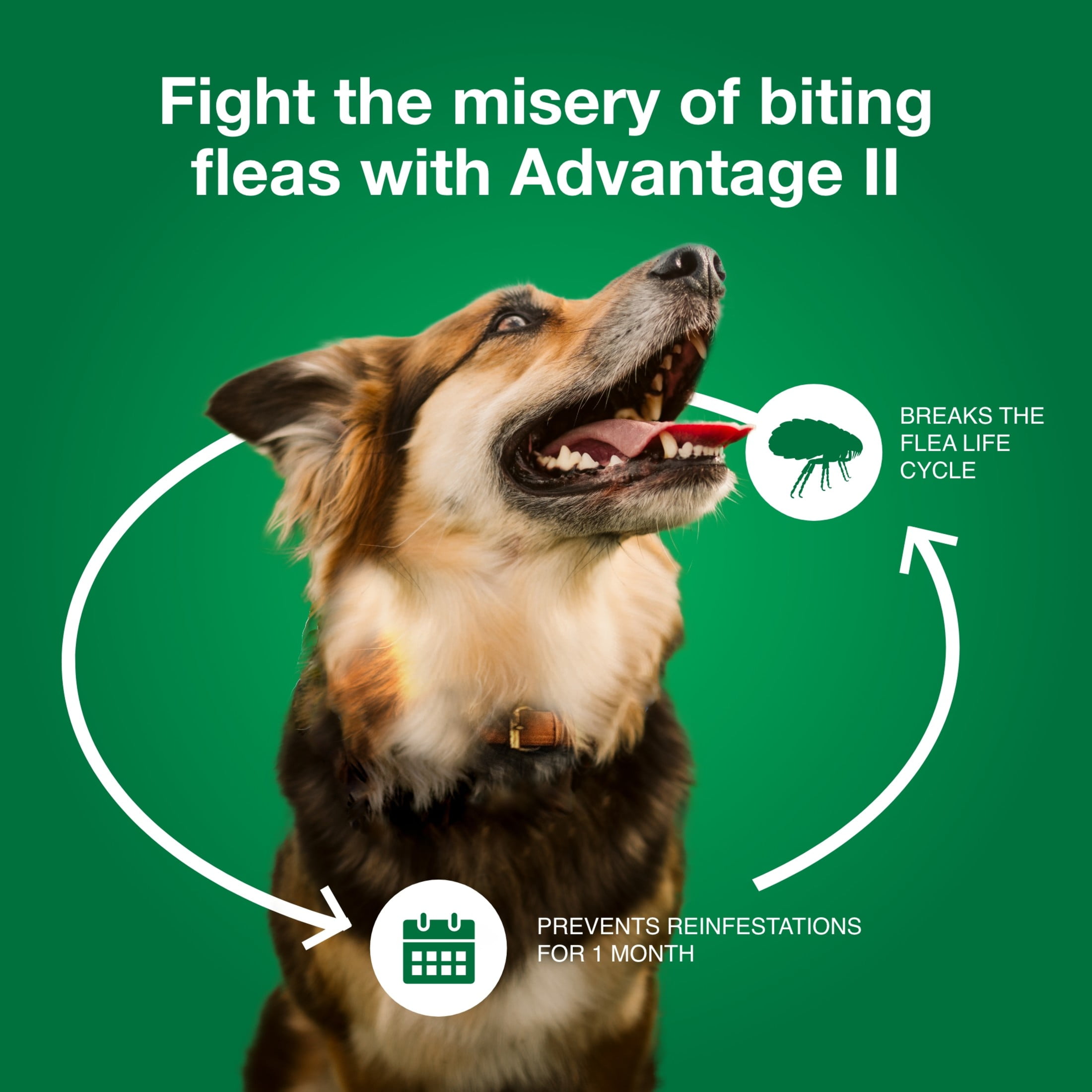 Advantage II Vet Recommended Flea Prevention for Large Dogs 21 55 lbs 6 Monthly Treatments Walmart