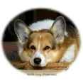 thumbnail image 2 of CafePress - Welsh Corgi (Pembroke) Mug - 11 oz Ceramic Mug - Novelty Coffee Tea Cup, 2 of 4
