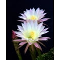 thumbnail image 2 of Taylor, Douglas 12x14 White Modern Wood Framed Museum Art Print Titled - Echinopsis Flowers III, 2 of 4