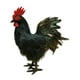 thumbnail image 3 of Modelo de simulación de gallo, figura de gallo falso, accesorio para fotografía al aire libre Negro, 3 of 9