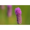 thumbnail image 2 of Jaynes Gallery 18x13 Gold Ornate Wood Framed with Double Matting Museum Art Print Titled - Canada-Manitoba-Winnipeg Purple prairie clover close-up, 2 of 4
