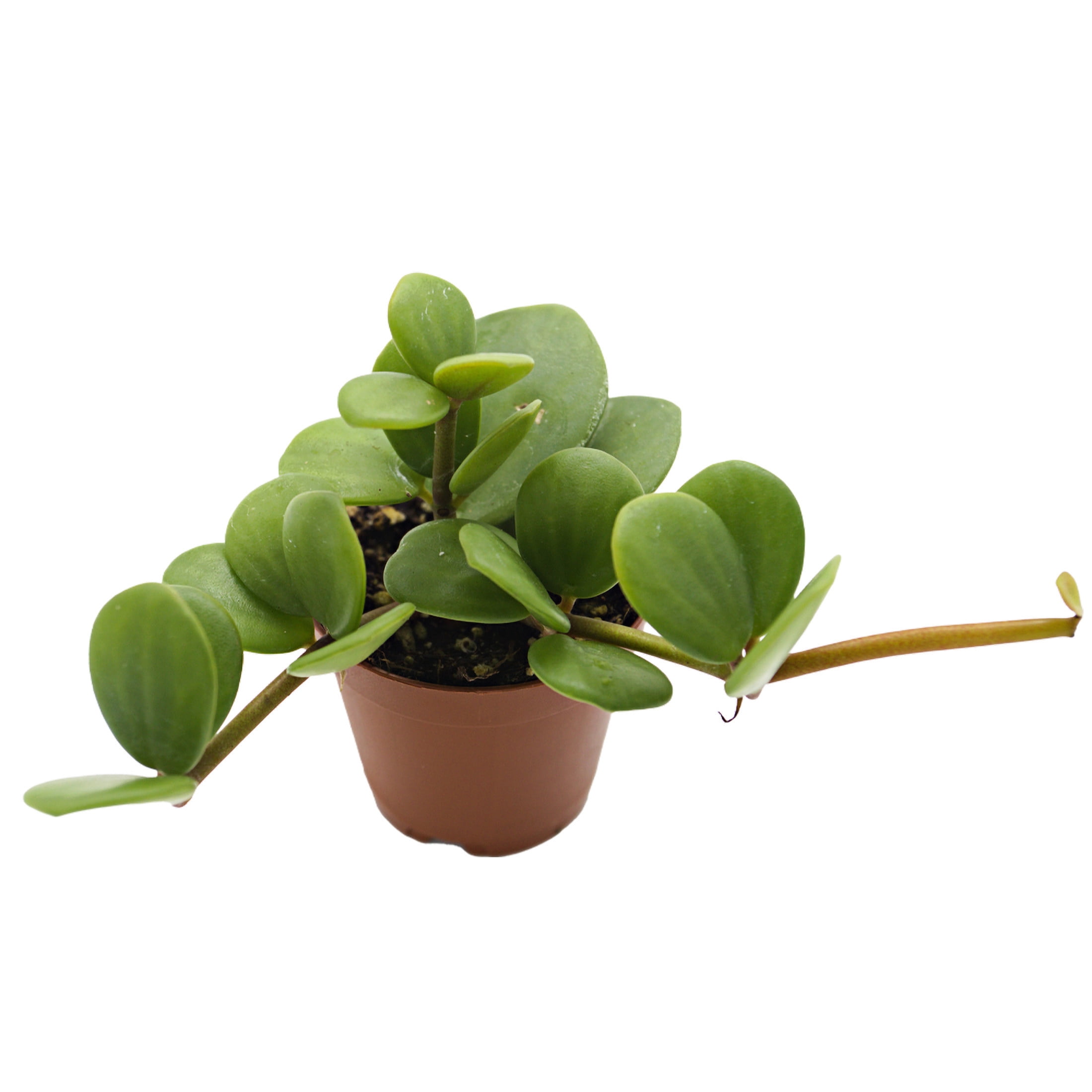 ReptiCulture Hope Peperomia Tropical 2" Pot 3 pk