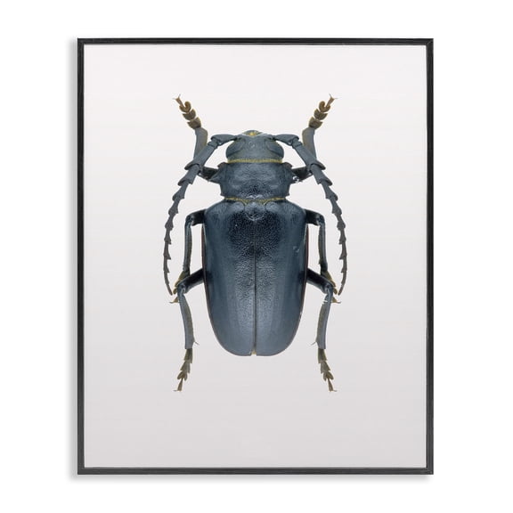 Stupell Industries Contemporary Beetle Blue Yellow Animal Photograph Black Framed Giclee Art, 11 x 14, by Design Fabrikken