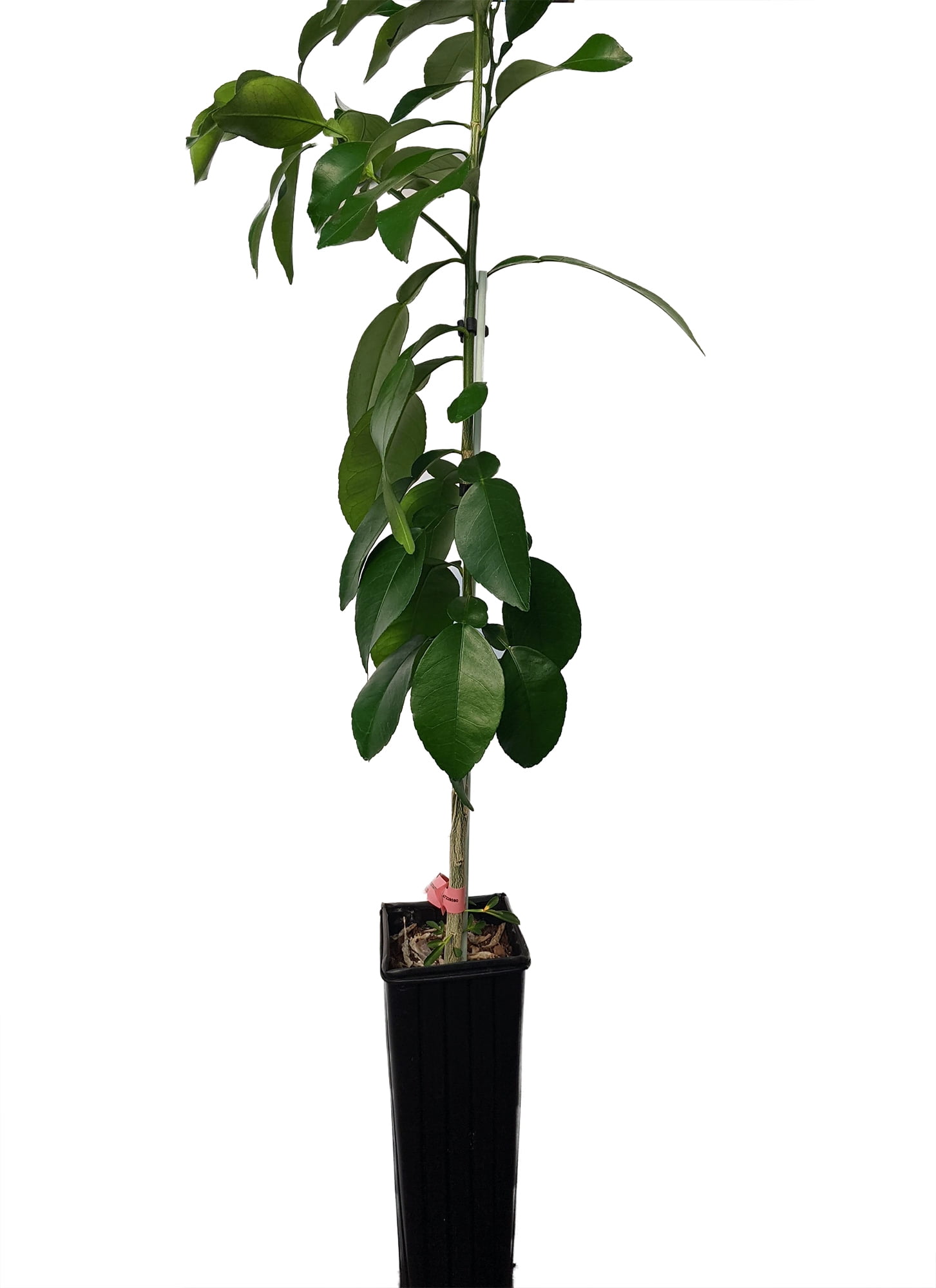 Ruby Red Grapefruit Tree 4x12" Grower Pot NO SHIPPING, TX, FL, AZ