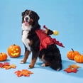 thumbnail image 2 of Vibrant Life Halloween Dragon Rider Costume for Dogs, Multicolor, Extra Large, 2 of 8