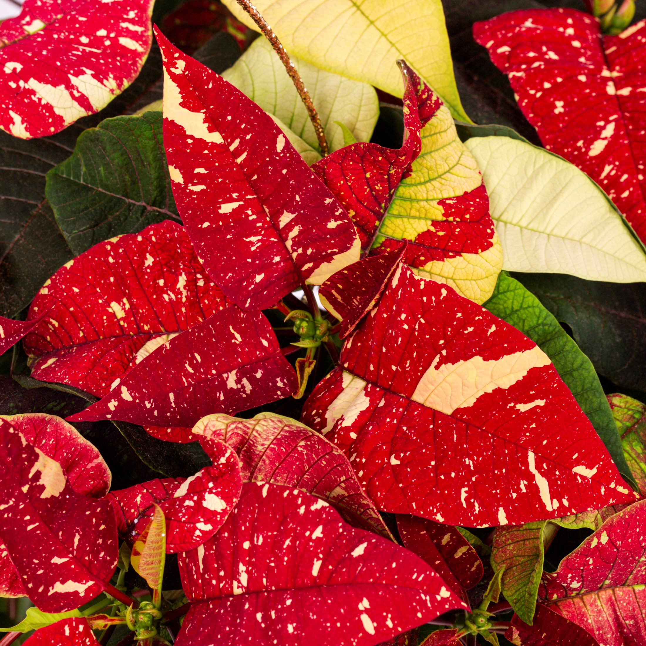 Better Homes & Gardens 1.25gal Red White Poinsettia Live Houseplant Plastic Decorative Planter