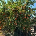 thumbnail image 2 of Wonderful Pomegranate Trees Live Fruit Trees – 3 Gallon Potted Plants, Set of 2, Sweet-Tart Red Pomegranates, Hardy Productive Pomegranates, 2 of 4