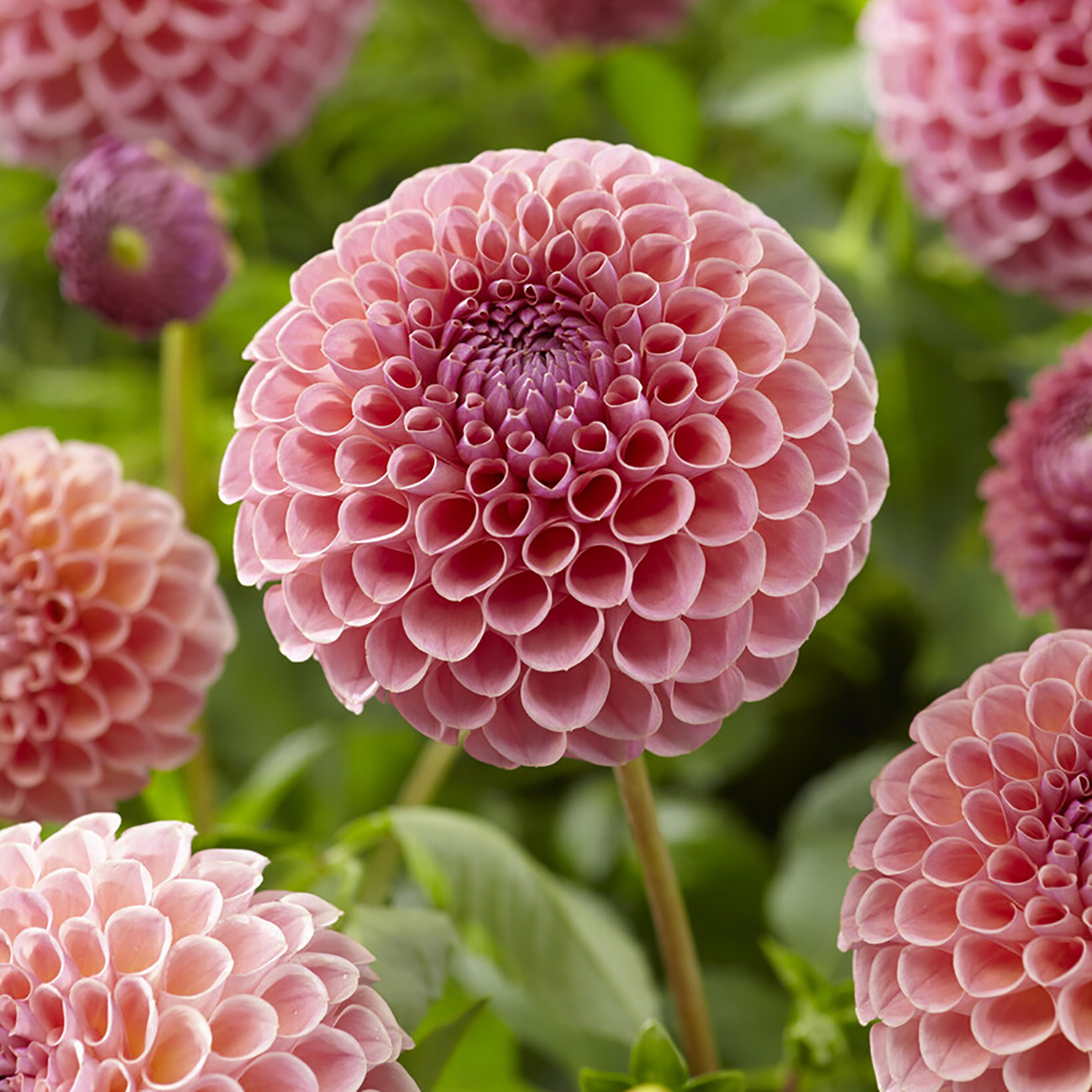 Van Zyverden Dahlias Seductive Arbawinnie Blend, 5 Bulbs, Multi-color, Full Sun, Annual, Flowering