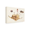 thumbnail image 2 of Vision Studio 'Antique Shell Anthology II' Canvas Art, 2 of 3