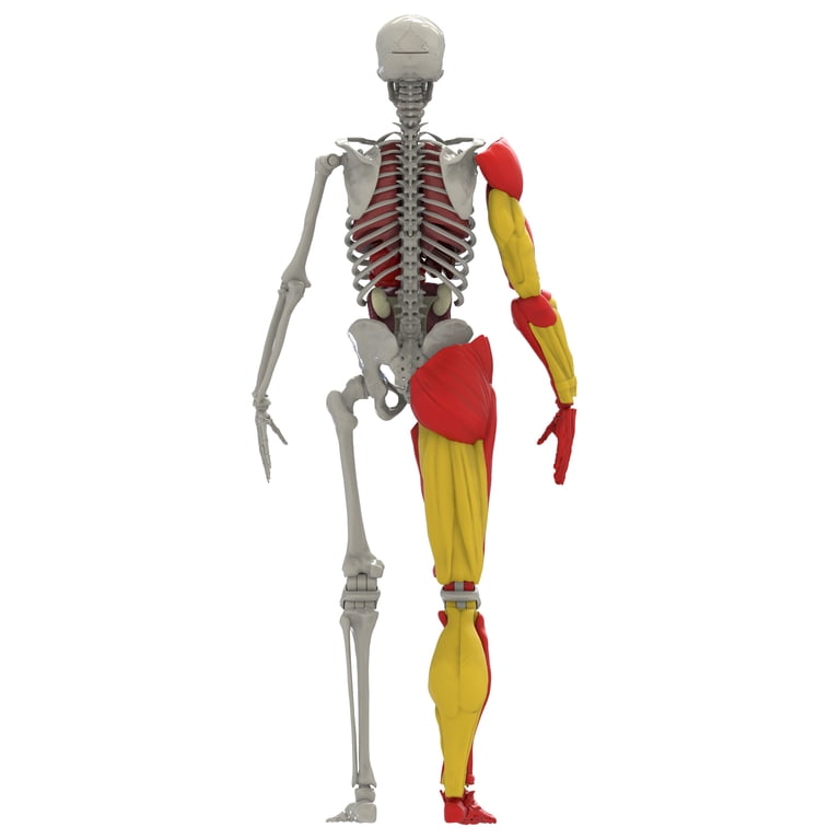 Science to the Max Interactive Human Body Model, 14 Inch photo 4