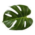 2pcs Artificial Leaf Curtain Tie Backs with Clamp, Fake Monstera Plants