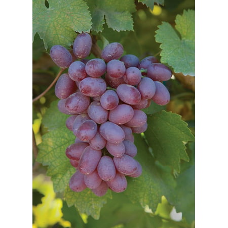 LAMINATED POSTER Grapevine Harvest Fruit Agriculture Winery Grapes Poster Print 24 x