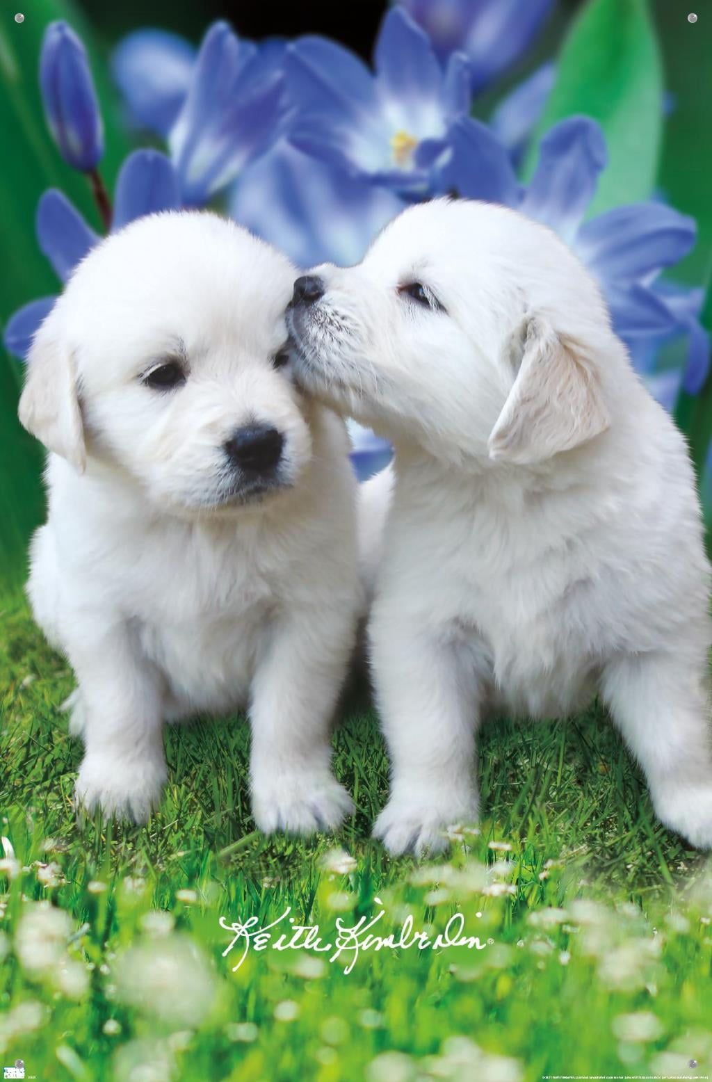Keith Kimberlin - White Golden Retriever Puppies Wall Poster with Pushpins, 22.375" x 34"