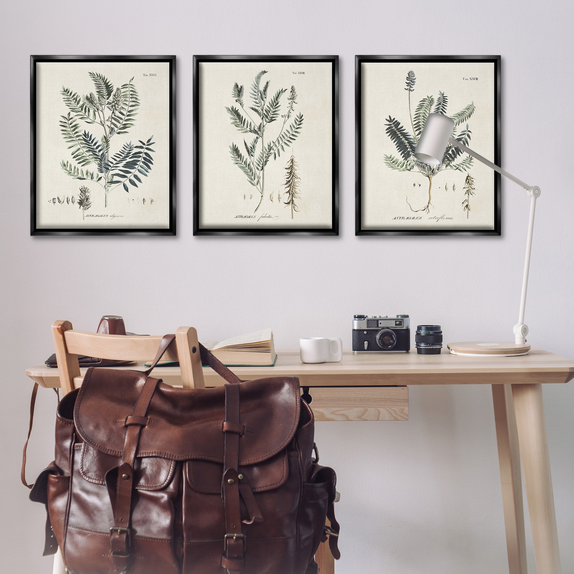 Stupell Industries Green Botanical Latin Study Botanical & Floral Drawing Black Floater Framed Canvas Art Print Wall Art, 25 x 31, Set of 3