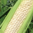 thumbnail image 4 of Ferry-Morse Economy 17G Corn Silver Queen Hybrid Annual Vegetable Seeds, Full Sun, 4 of 10