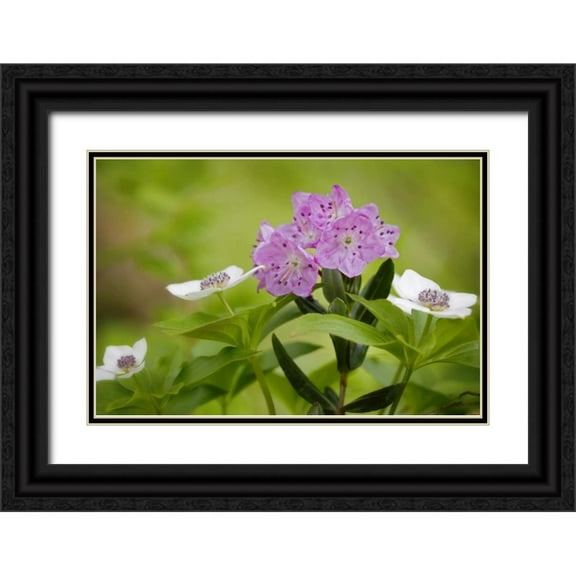 Paulson, Don 32x23 Black Ornate Wood Framed with Double Matting Museum Art Print Titled - AK, Glacier Bay NP Bog laurel and bunchberry