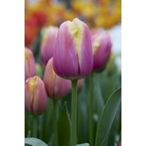 10 Magnum Beauty Tulip Bulbs for Planting - Easy to Grow Perennial Tulip Flower Bulbs - Stunning Color (10 Bulbs)