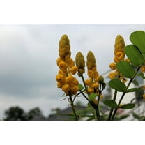 Seed Pack - -10 Seeds Golden Lantern- Tropical Plant Seed -   Perfect for small Gardens- Great Container Gardening -Cassia -Serendipity Seeds