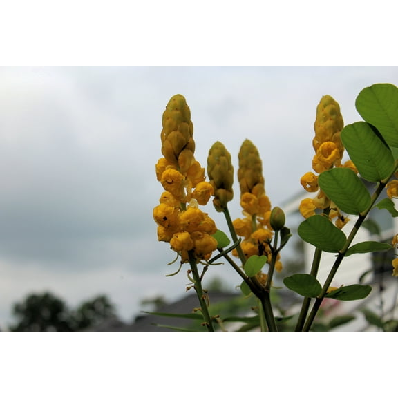 Seed Pack - -10 Seeds Golden Lantern- Tropical Plant Seed -   Perfect for small Gardens- Great Container Gardening -Cassia -Serendipity Seeds