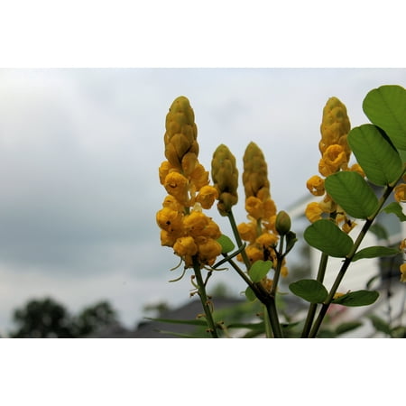 10 Seeds Golden Lantern- Tropical Plant seed - Stunning Yellow Bloooms- Perfect for small Gardens- Great Container Gardening -Cassia (Best Way To Plant Small Seeds)