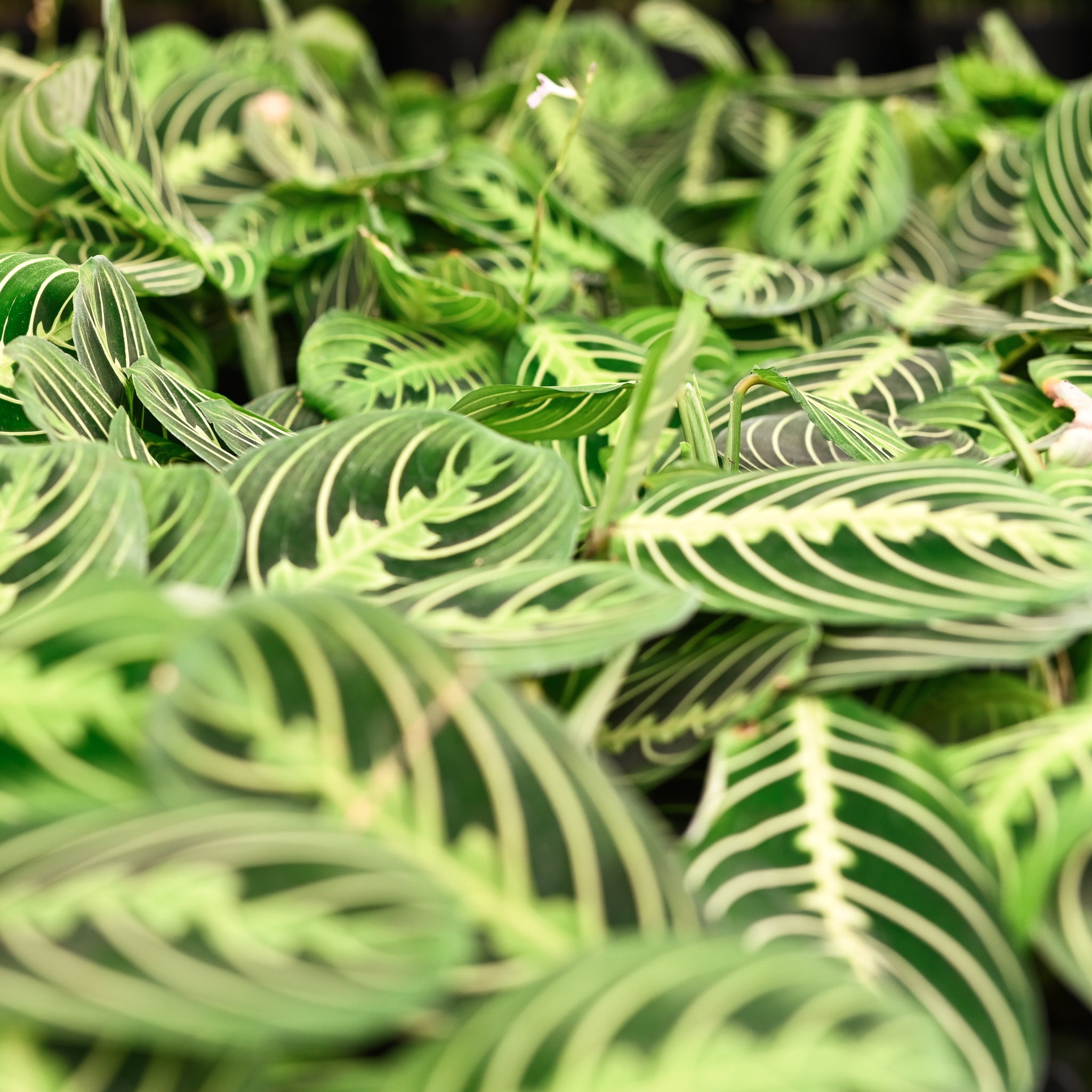 Live Lemon Lime Prayer Plant - 4" Eco Pot - Natural