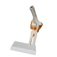 thumbnail image 1 of Modelo conjunto de codo humano Educación Educación Educación Médica capacitación médica resistente con ligamentos flexibles científicos para, 1 of 9