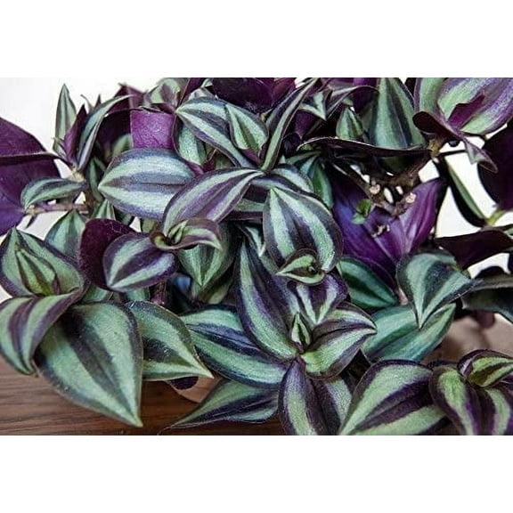 AUGUST BREEZE 4" FARM Purple Wandering Jew Live Plants (9 Count)