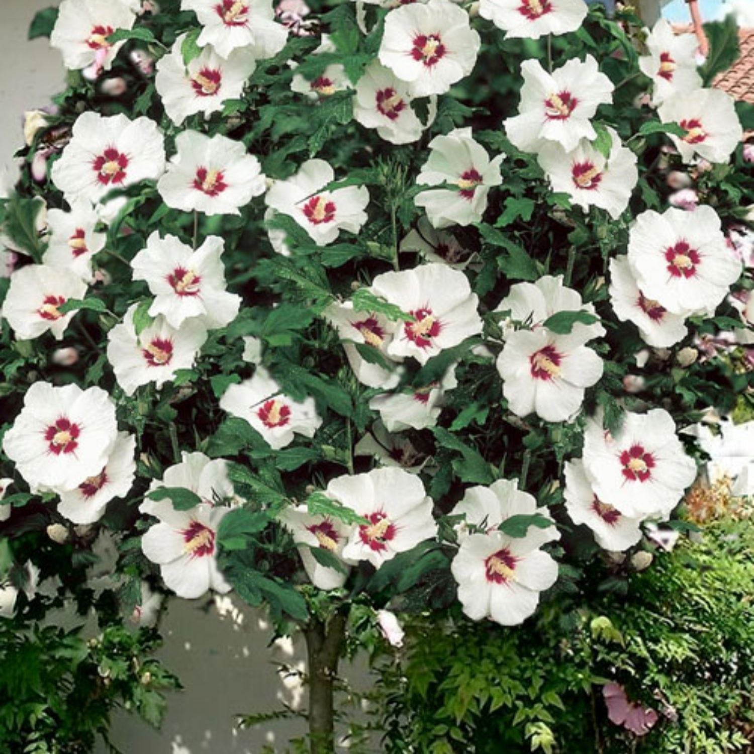 Expert Gardener 2-3 ft. Tall Morning Star Altehea Live Tree in 3- Gallon Grower Pot