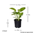 thumbnail image 6 of Expert Gardener Guacamole Hosta (2.5 Quart) bright green foliage and white blooms - part sun to shade live plant, 6 of 7