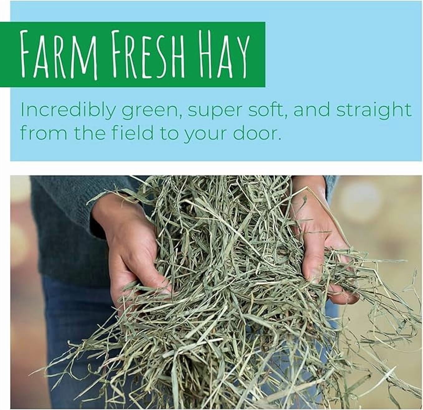 Small Pet Select 2nd Cutting Perfect Blend Timothy Hay Pet Food for Rabbits, Guinea Pigs, Chinchillas and Other Small Animals, Premium Natural Hay Grown in The US, 2 LB