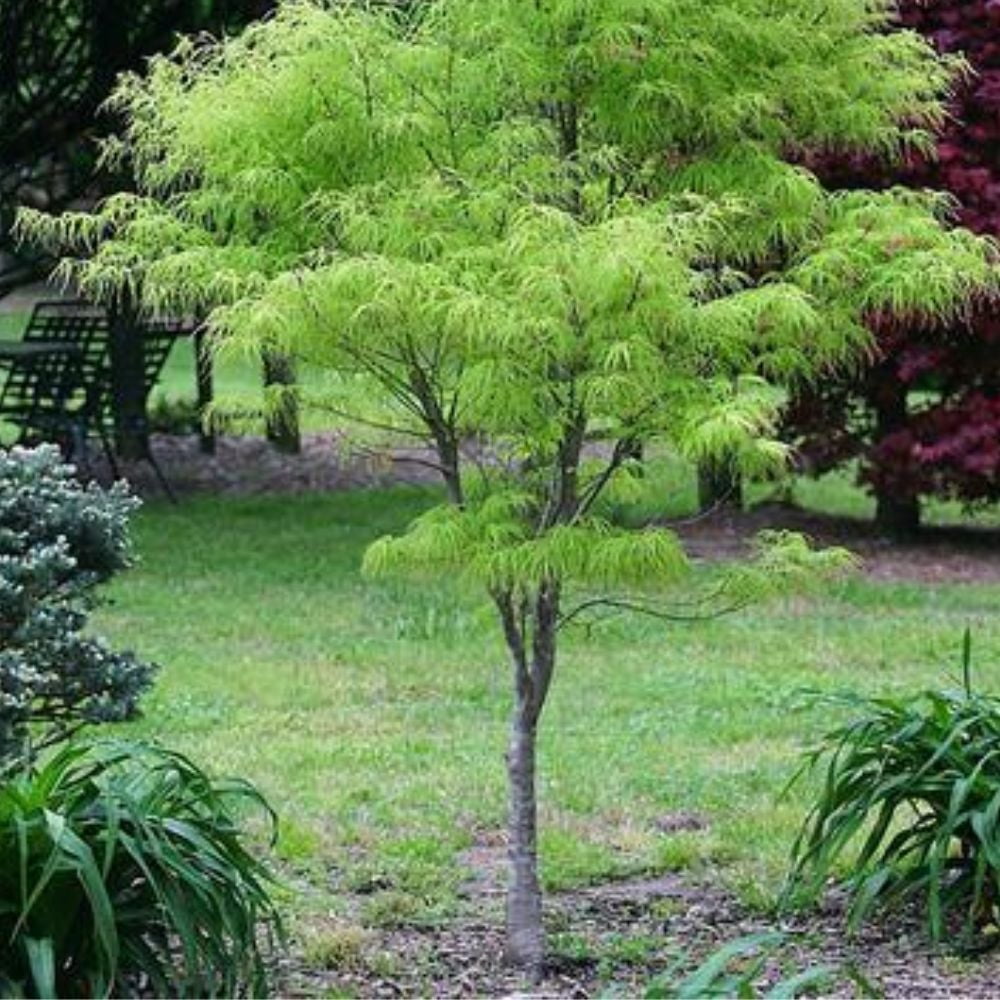 Expert Gardener 3-4 ft tall Green Japanese Maple Tree in 7 gal. Grower Pot