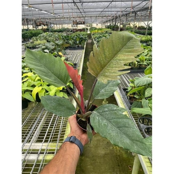 House Plant Dropship 4-PHILODENDRON-CHOCO.EMPRESS 4 in. Pot Philodendron Choco Empress Plant