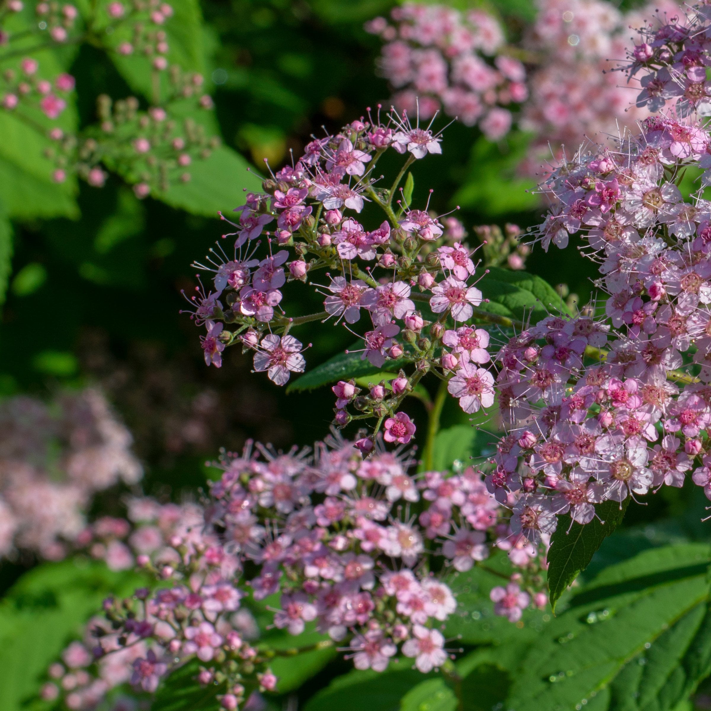 National Plant Network 3 gal. Spirea Little Princess Shrub