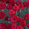 Proven Winners, Outdoor, Live Plants, Red, Dianthus, 2.72QT, Each