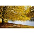 thumbnail image 1 of Posterazzi DPI1890811 A Large Tree & Bench Along The Water In Autumn - North Yorkshire, England Poster Print, 19 x 12, 1 of 1