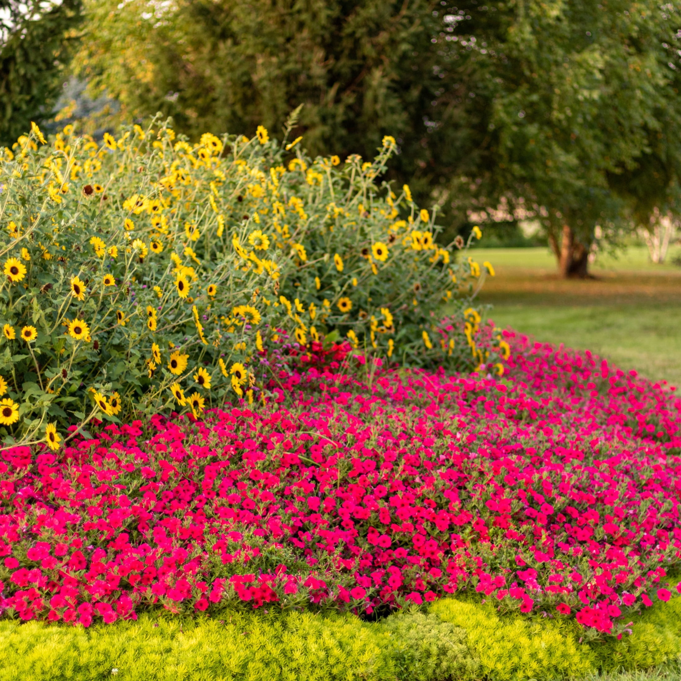 Proven Winners 4" Pink Supertunia Vista Paradise Petunia Live Plant in 4.25" Pot (4 Count)