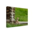 thumbnail image 2 of Trademark Fine Art 'Coyote Pup On Log Cabin Porch' Canvas Art by Galloimages Online, 2 of 3