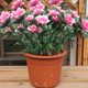 thumbnail image 4 of Real Sentir Flores Artificial Azalea Ramo Rosa Caliente 13.78In, Ornamentos Rojos Oscuros, Simulación Verde para Arreglo de Decoración Del Jardín Del Hogar, 4 of 6
