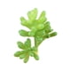 thumbnail image 1 of Plantas Suculentas Falsas Advancent 10 Piezas PVC, 1 of 6