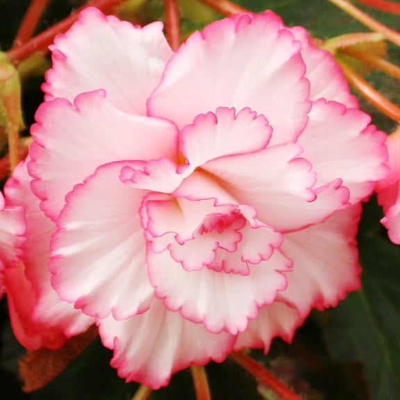 White and Red Picotee Begonia Flower Bulbs - 3 Tubers per Pack - Deer Resistant - Grows Well In Containers - Easy to Grow Live Plants - Outdoor Garden