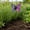 C, variant on Metal Butterfly Garden Stakes, Colorful Decorative Landscape and Gardening Outdoor Decor, Lawn and Yard Ornament, Rust and Weather Resistant