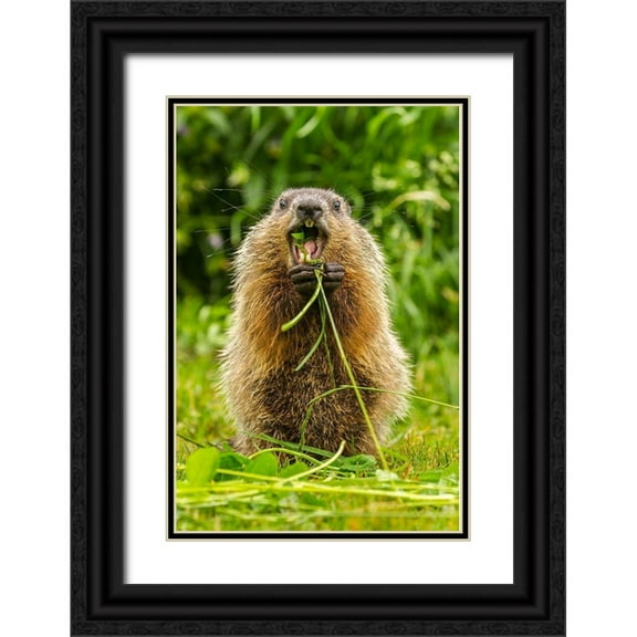 Jaynes Gallery 23x32 Black Ornate Wood Framed with Double Matting Museum Art Print Titled - Minnesota-woodchuck-eating-teeth-captive