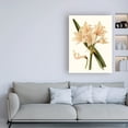 thumbnail image 3 of Trademark Fine Art 'Antique Amaryllis II' Canvas Art by Curtis, 3 of 3