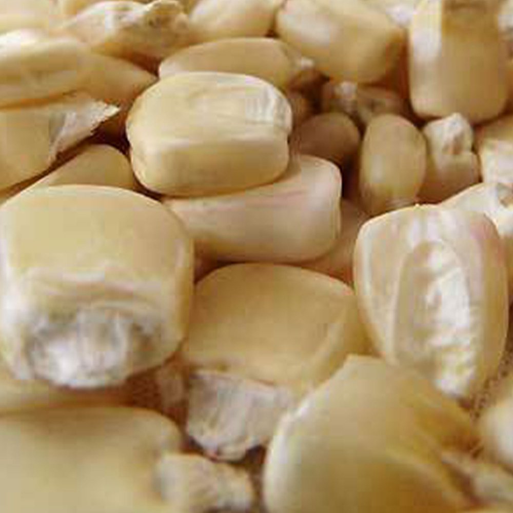 Boone County White Corn Seed 1 OZ 150 seeds NonGMO, Heirloom