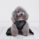 thumbnail image 3 of Halloween Costumes for Dogs Pretty Black Hat Dog Costume Dress Cute Pumpkin Logo Trendy Pet Apparel Levamdar  CPB-SSW582-1, 3 of 6