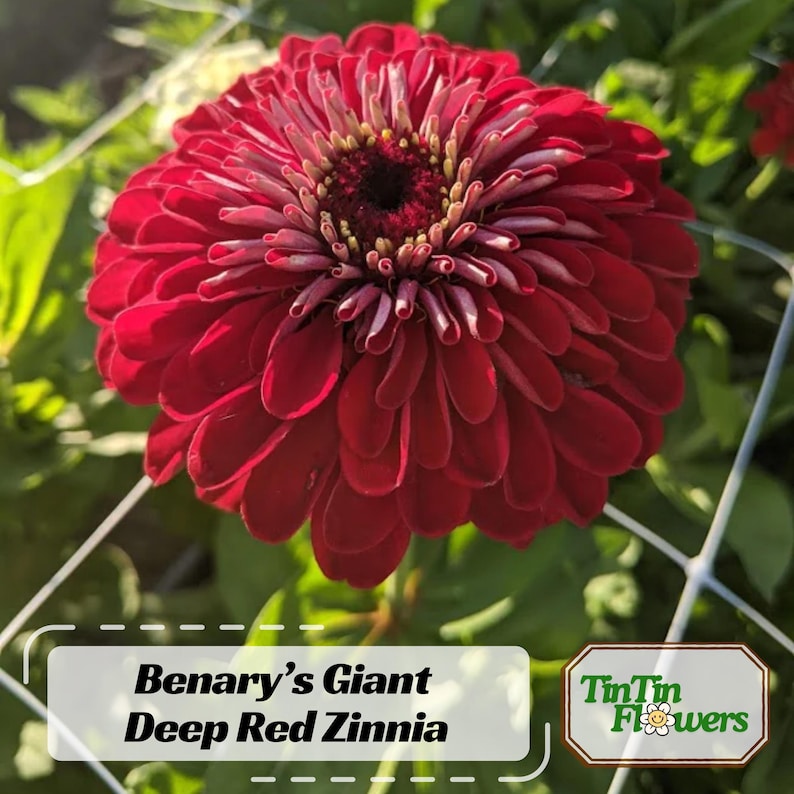 30 Seeds - Benary's Giant Deep Red Zinnia Seeds - Flower Seeds for Planting - Zinnia Mix